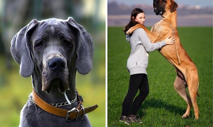 Världens största hund - med 12 extremt stora hundraser - Dogg.se